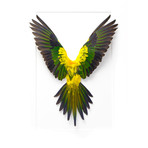 Sun Conure // 20" x 24"