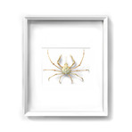 Naxioides Spider Crab // 20" x 24"