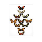 Longwing Formation // 20" x 24"