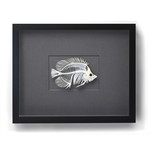 Threadfin Fish Skeleton on Graphite // 18 x 14