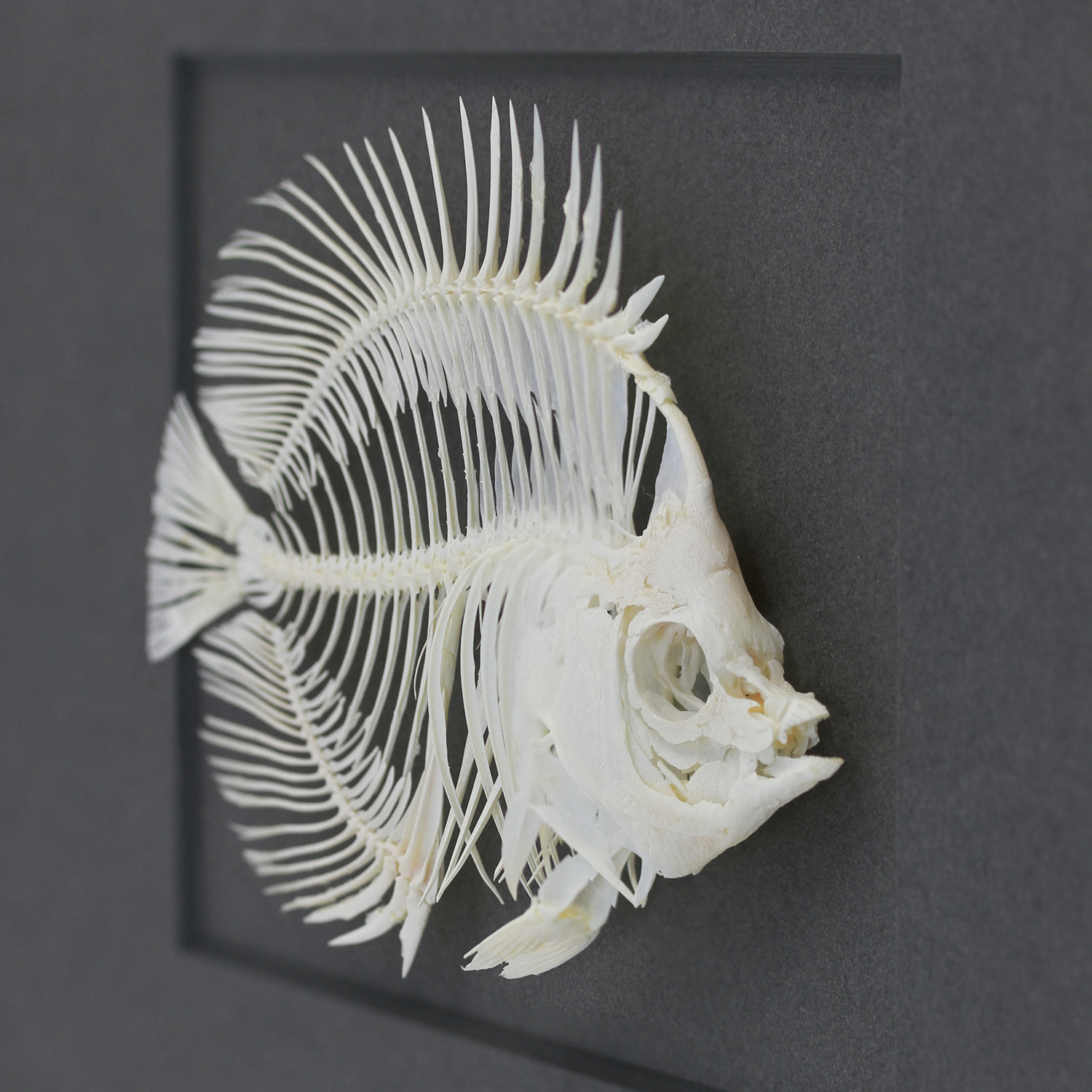 Butterfly Fish Skeleton