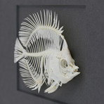 Threadfin Fish Skeleton on Graphite // 18 x 14