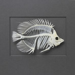 Threadfin Fish Skeleton on Graphite // 18 x 14