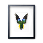 Splendid Parrot // 16" x 20"