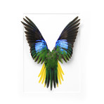 Splendid Parrot // 16" x 20"
