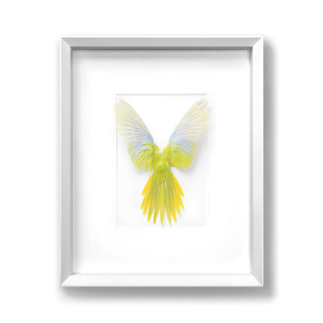 Turquisine Parrot // Yellow & White // 16" x 20"