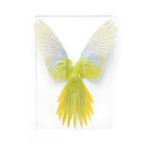 Turquisine Parrot // Yellow & White // 16" x 20"