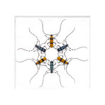 Rosalia // 16" x 20"