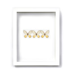 Yellow Clearwings in White // 11" x 14"