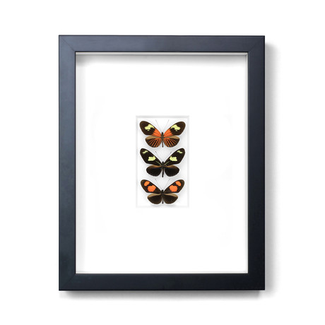 Primary Bowtie Butterflies // 11" x 14"