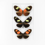 Primary Bowtie Butterflies // 11" x 14"