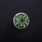 La Morena Planter (Small)