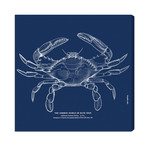 The Common Blue Crab (20 x 20)