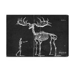 Fossil Elk 1830 (16"W x 24"H x 1.5"D)