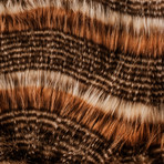 Red Fox Tail Throw Blanket