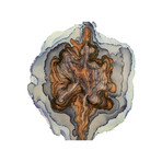 Aether (26"L x 26"W)