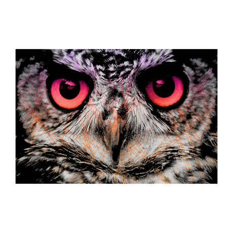 Night Owl (16”x24”)