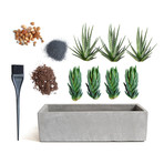 Cactus Garden // Cement Planter