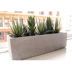 Cactus Garden // Cement Planter