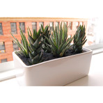 Cactus Garden // Gloss Planter