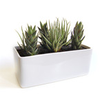 Cactus Garden // Gloss Planter