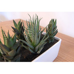 Cactus Garden // Gloss Planter