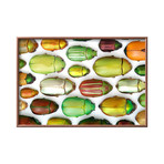 Jeweled Scarab Mosaic