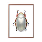 Jeweled Scarab