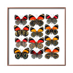 Callicore Butterflies