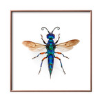 Borneo Wasp