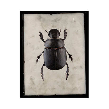 Big Bug A Print