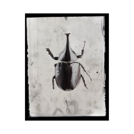 Big Bug B Print