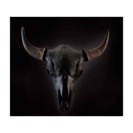 Bison Skull // Black (Encaustic Print)