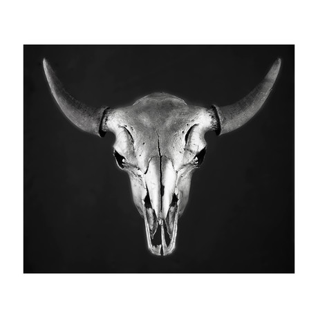 Bison Skull // Silver (Encaustic Print)