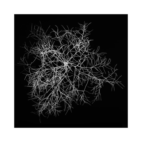 Tumbleweed 3 Print