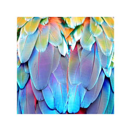 Parrot Feathers (12"x12”)