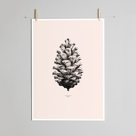 Nature 1:1 // Pine Cone