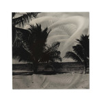 Black & White Palm Trees