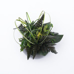 Ceramic Flowerpod // Slate