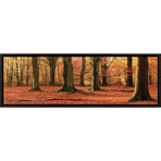 Orange In Autumn