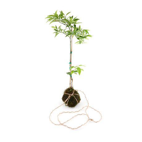 Organic Mandarin Tree Kokedama