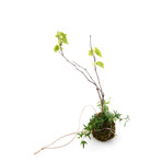 Organic Grape Vine and Ivy Kokedama