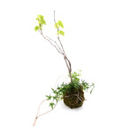 Organic Grape Vine and Ivy Kokedama