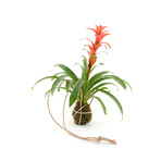 Bromeliad Kokedama