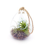 100% Recycled Glass Hanging Terrarium