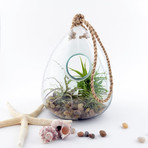 100% Recycled Glass Hanging Terrarium