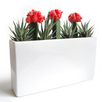 Tropical Burst // Gloss Planter