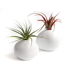 Airplant // Pebble-Vase Pair