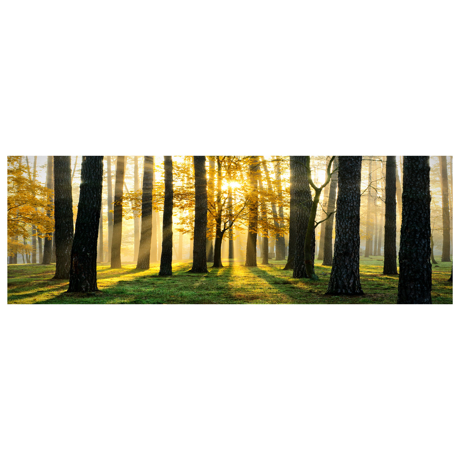 Sunrise Trees - Elementem Photography - Touch of Modern