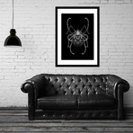 Fantasmagorik Insects 1 (Print // 16"L x 20"H)